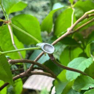 Nahaufnahme von einem Siegelring aus Silber