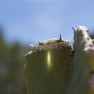 Nahaufnahme von einem Blümchen Ring aus Silber