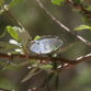 Nahaufnahme eines Rings aus Silber mit einem Mondstein